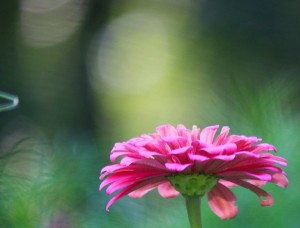 flower, emerging
